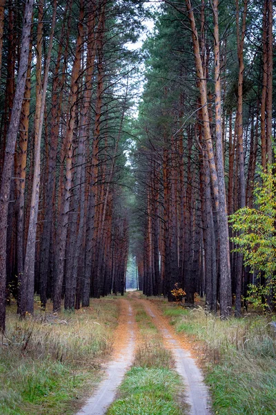 林道间高高的松树 — 图库照片