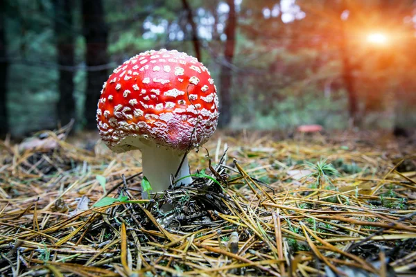Muška agarická houba v lese — Stock fotografie