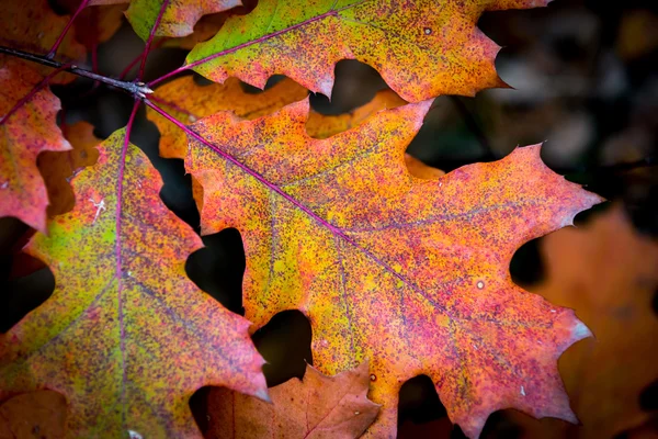 Eichen-Herbstblätter — Stockfoto