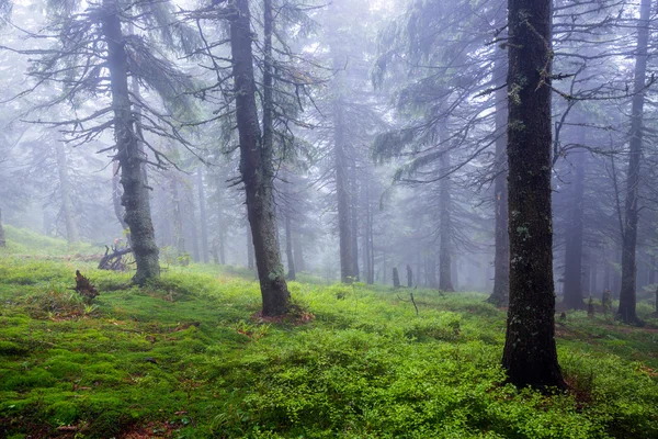 雾的森林 — 图库照片