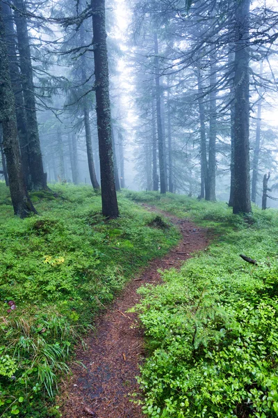 Traject in het bos in de mist — Stockfoto