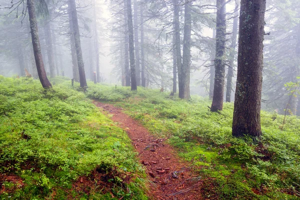 Wandelpad in mistige bos — Stockfoto