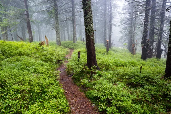 Droga wśród starych drzew we mgle — Zdjęcie stockowe