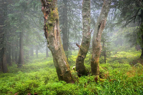 Bomen in mist — Stockfoto