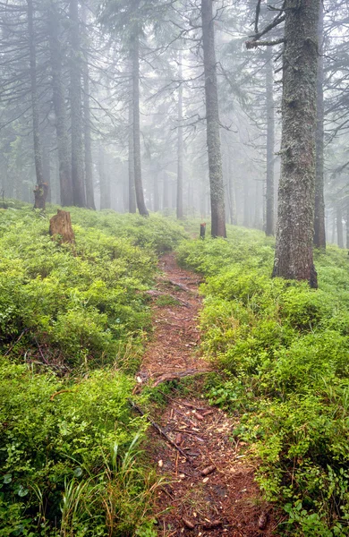 Pathway in fog — Φωτογραφία Αρχείου