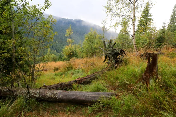 Old dead tress on meadow in mountains — Stock Photo, Image