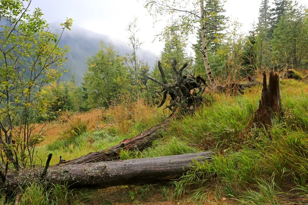Alte abgestorbene Bäume auf einer Wiese in den Karpaten — Stockfoto