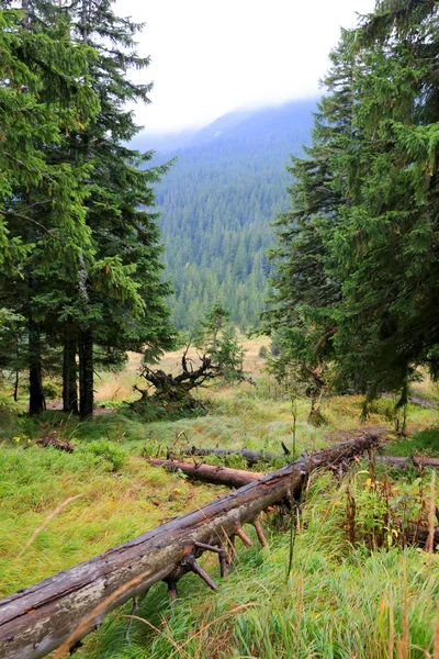 Old logs on Carpathians meadow — ストック写真