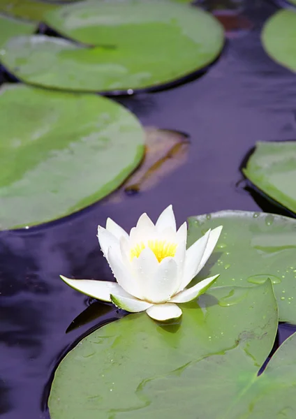 Güzel beyaz su lily çiçek — Stok fotoğraf