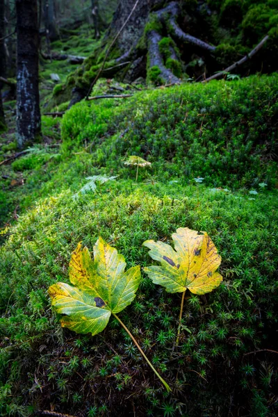 Two autum leafs on green moss — Stock Photo, Image