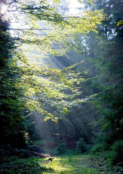 Morning light in forest — Stock Photo, Image