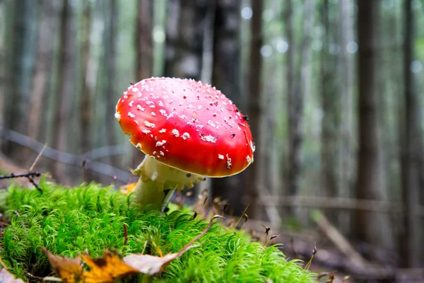 Fly fungo agarico — Foto Stock