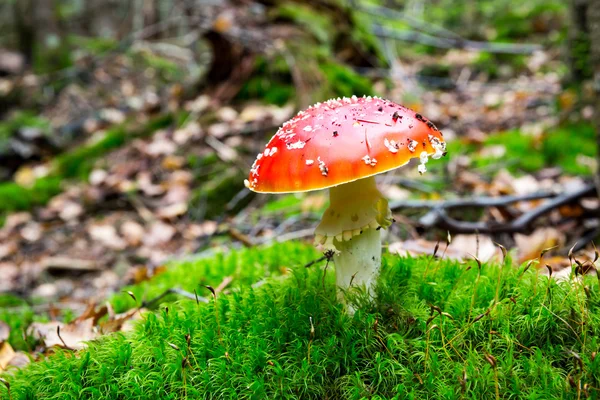 Mosca il fungo agarico in foresta — Foto Stock