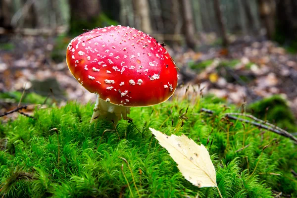 秋の森で素敵なベニテングタケ キノコ — ストック写真