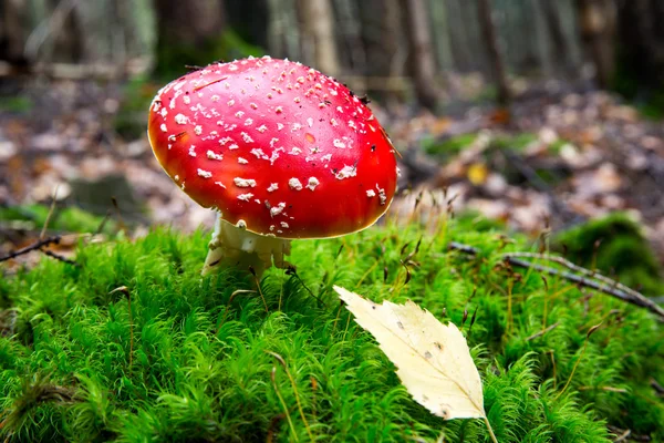 Bel fungo agarico mosca nella foresta autunnale — Foto Stock