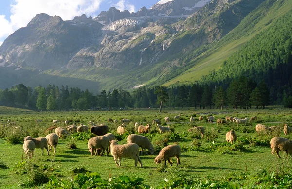 Ovce na horské pastviny — Stock fotografie