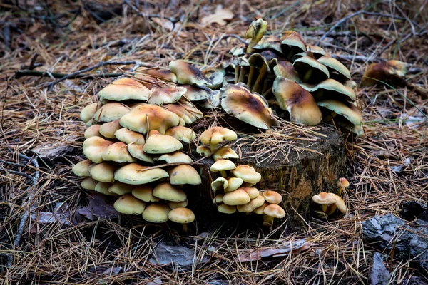 Group of wild mushrooms on wooden stump — Stock Photo, Image