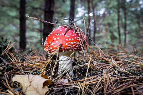 Nice Muchomůrka houby — Stock fotografie