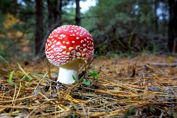 Nice Muchomůrka houby — Stock fotografie