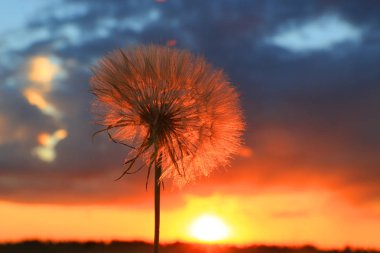 Yalnız Karahindiba çiçeği 