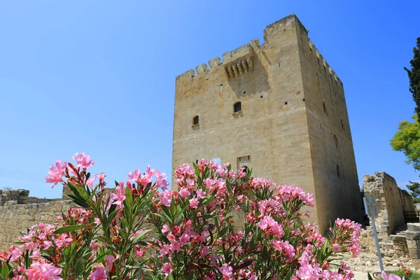 Nice rhododendron flowers in Kolossi Castle — Stock Photo, Image