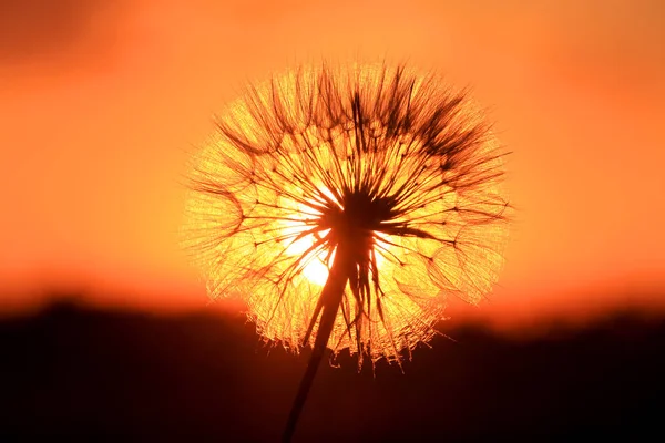 Mooie paardebloem op zonsondergang achtergrond — Stockfoto