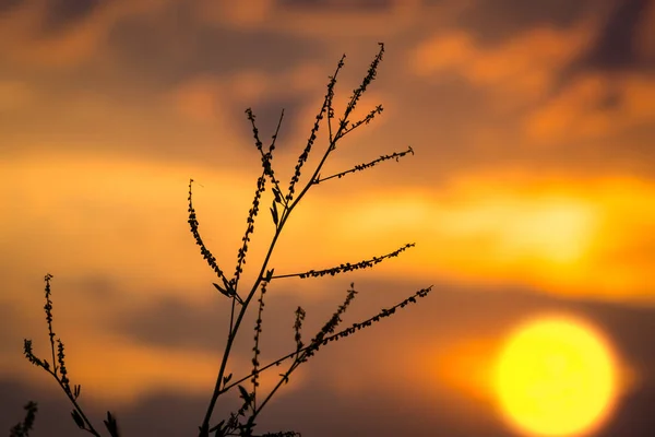 Gün batımı arka plan üzerinde kuru bitki — Stok fotoğraf