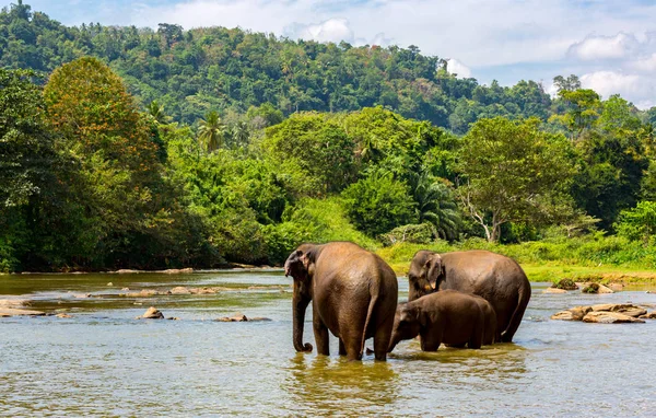 Elefantes fanny en la selva río — Foto de Stock