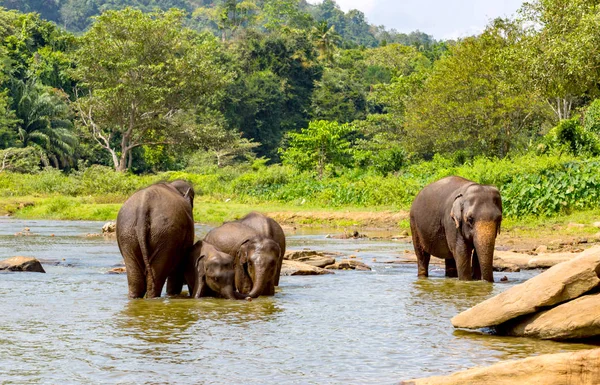 Elefantes en el río selva — Foto de Stock