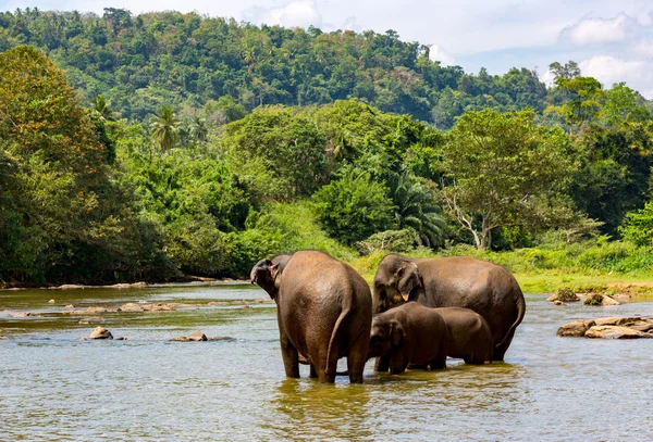 Elefantes no rio — Fotografia de Stock