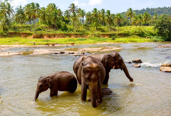 Elefantes no rio. Leve em SriLanka — Fotografia de Stock