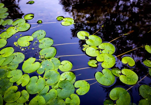 Feuilles de plantes d'eau verte à la surface de l'eau — Photo