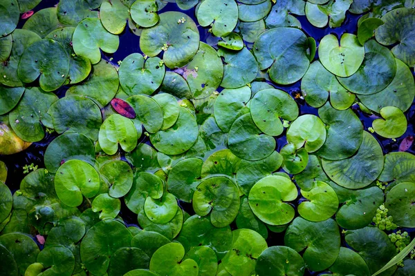 Feuilles de plantes d'eau verte dans l'eau — Photo