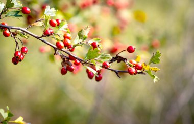 güzel soyut hawtrohn dal