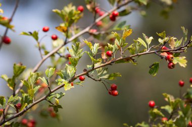 alıç ağacı dal üzerinde Berryes