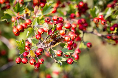 hawthron dal üzerinde kırmızı berryes
