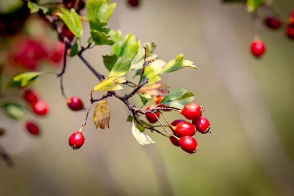 Berryes alıç dal üzerinde — Stok fotoğraf