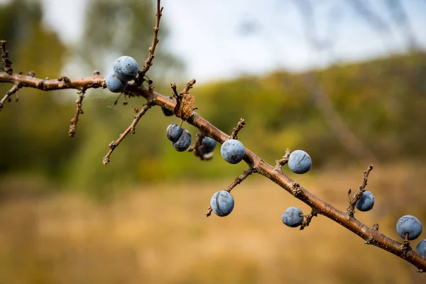Abstract blackthorn tree brunch — Stock Photo, Image