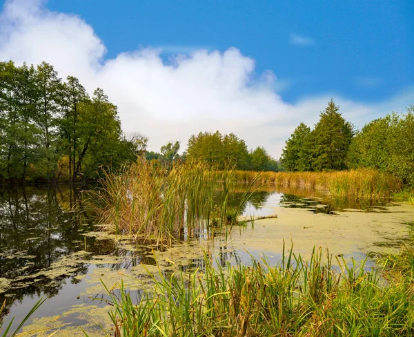 Jesień krajobraz z stary bog — Zdjęcie stockowe