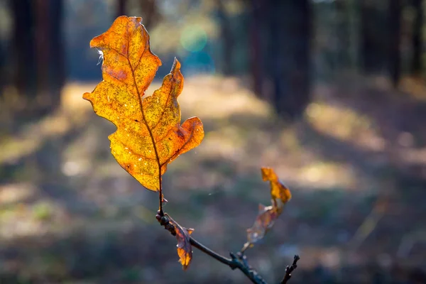 Hoja de roble de otoño —  Fotos de Stock