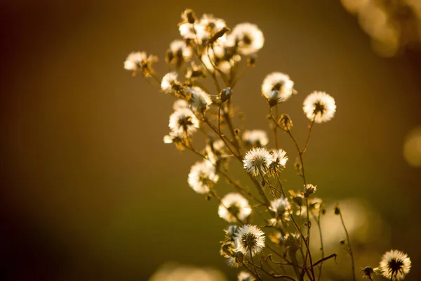 Zomerbloemen op weide — Stockfoto