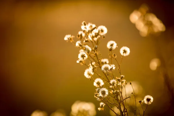 Çayır Kuru çiçekler — Stok fotoğraf