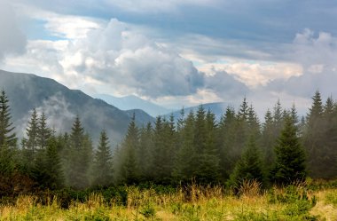 çam ormanı içinde sabah sis
