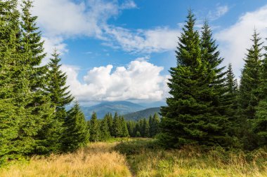 Pines mountain çayır üzerinde