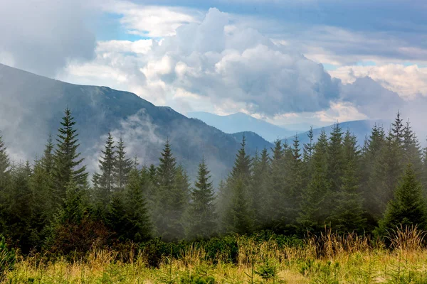 Pineta in montagne nebbiose — Foto Stock