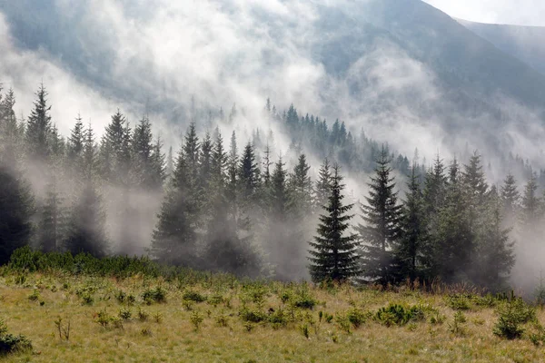 Prado de niebla en las montañas — Foto de Stock