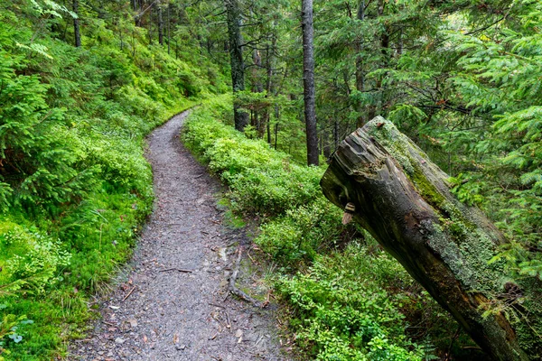 Droga w lesie zielone Podkarpacie — Zdjęcie stockowe