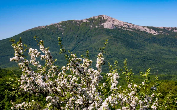 Blühende Frühlingsbaumberge — Stockfoto