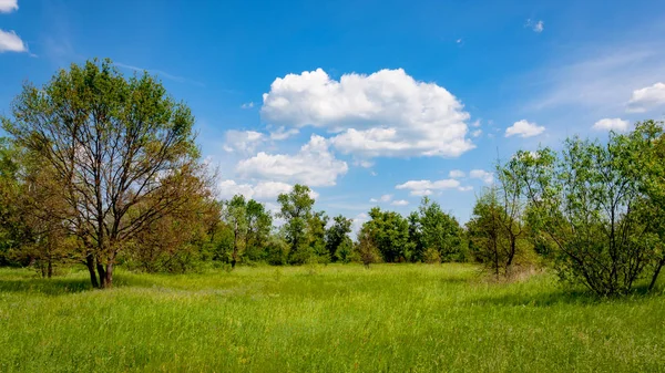 Green meadow in steppe — Stock Photo, Image