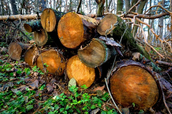 Ormanda tahta kütükler — Stok fotoğraf